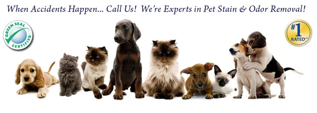 Fiber Dry Dayton Ohio Carpet Cleaning - pet stain removal Fiber Dry Dayton Ohio Carpet Cleaning - pet stain removal